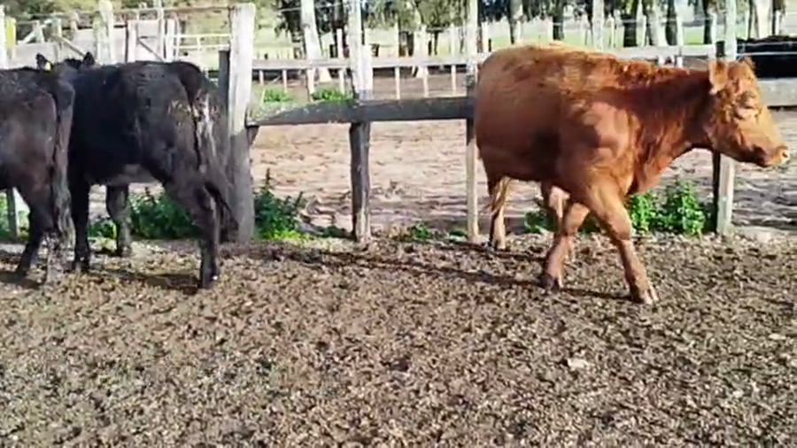 Lote VAQUILLONAS DE 1 A 2