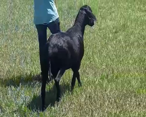 Lote Macho PP a remate en 1° Feria Online APCO Dorper y Santa Inés en Quiindy