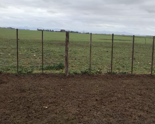 Lote 50 Terneras en Coronel Suarez, Buenos Aires