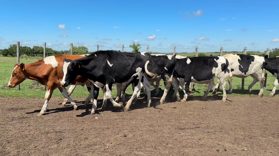 Lote NOVILLOS 1 a 2 AÑOS