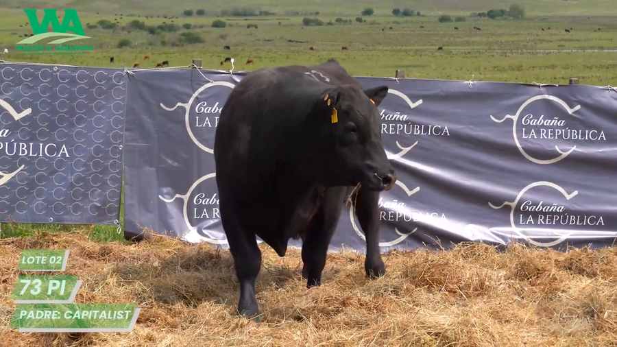 Lote TORO PC