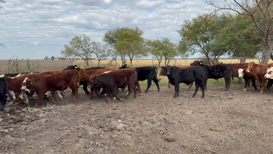 Lote 110 Terneros/as