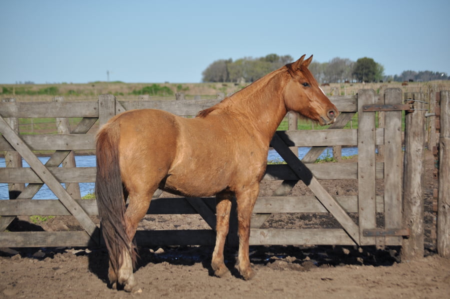 Lote LACAPILLA ARTISTA