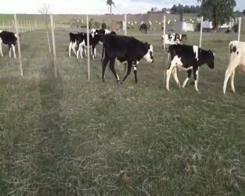 Lote Terneros y Terneras