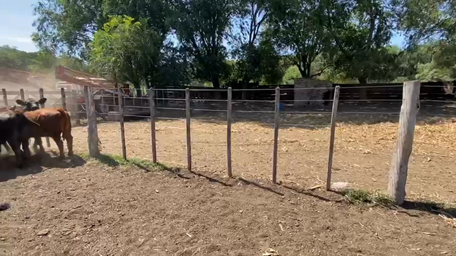 Lote 25 Terneros en Bolivar