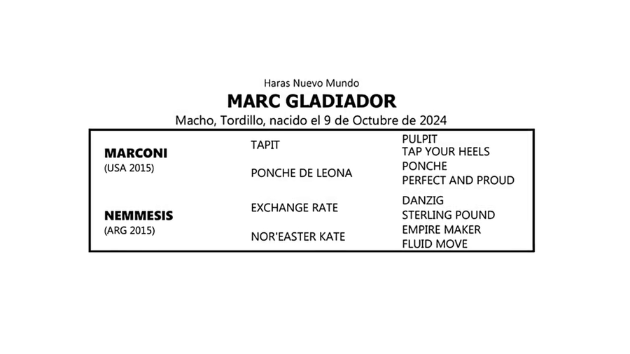 Lote MARC GLADIADOR