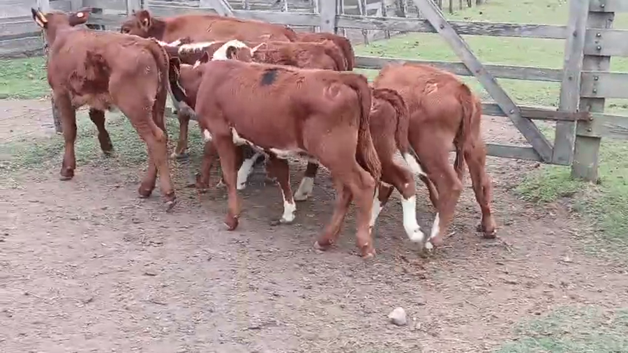 Lote 7 Terneras a remate en Pantalla Camy - Aniversario 31 Años 90kg - , San José