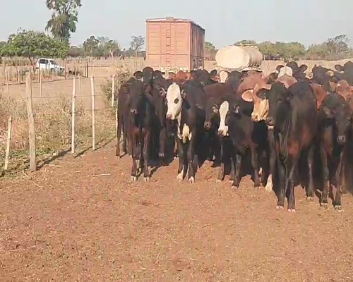 Lote 110 Terneros/as en Tintina, Santiago del Estero