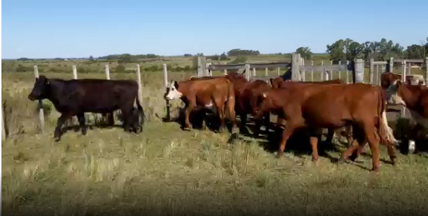 Lote 13 Novillos en San José