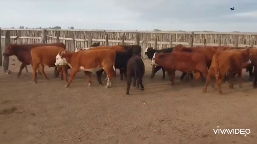 Lote 20 Terneras en Gualeguay, Entre Ríos