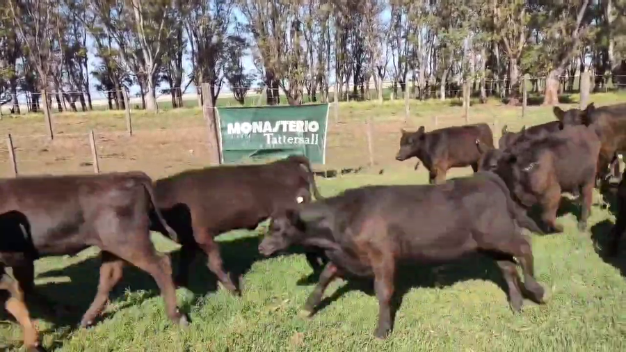 Lote 110 Terneros/as