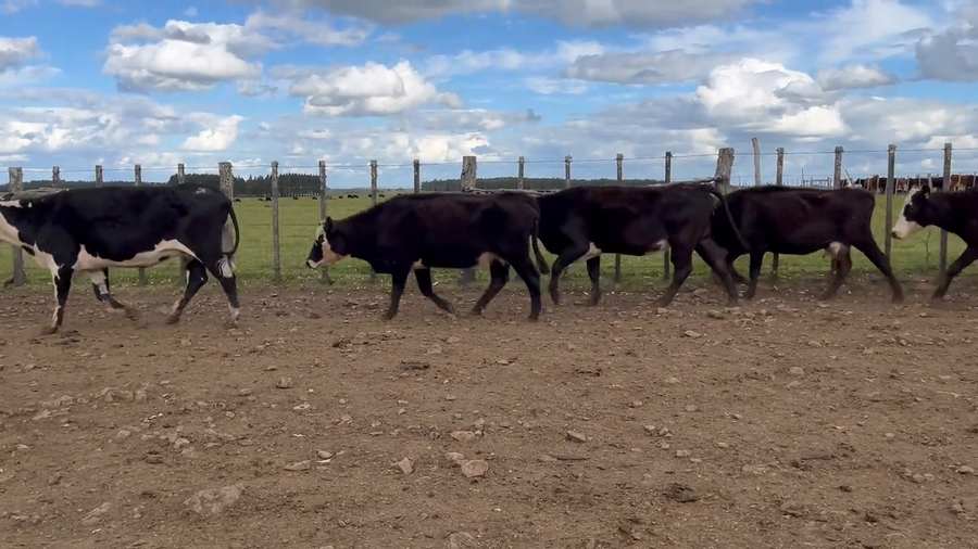 Lote Vacas Preñadas