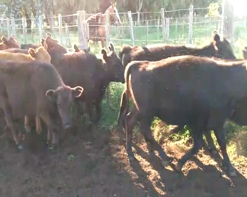 Lote 40 Terneros/as en Olavarría, Buenos Aires