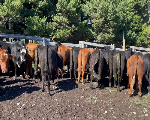Lote 54 Novillo Engorda en Coyhaique, XI Región Aysén