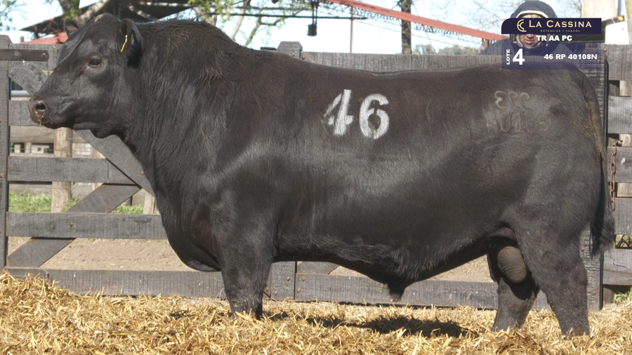 Lote TOROS ANGUS PURO CONTROLADO