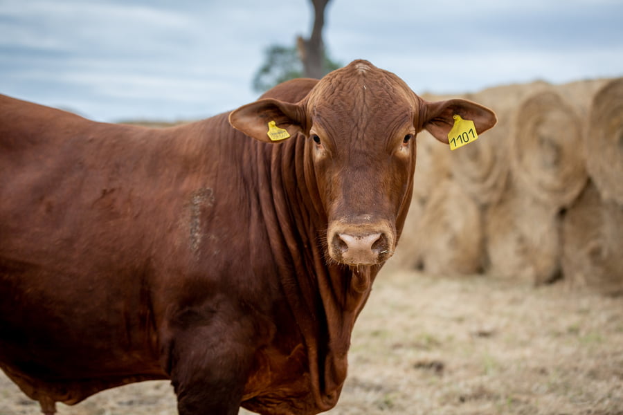 Lote Reproductores Altohondo - Lote 52