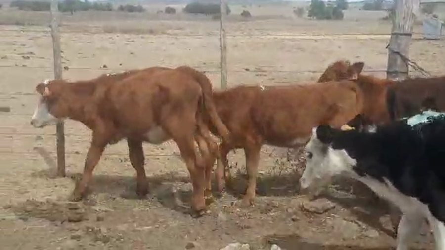 Lote 11 Terneras Cruza a remate en Pantalla Camy - Liquidación de Estancia en Ruta 23 Km 122