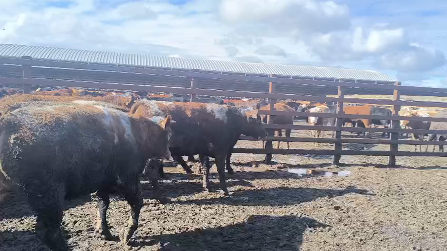 Lote 20 Novillo Gordo en Los Ángeles, VIII Región Biobío
