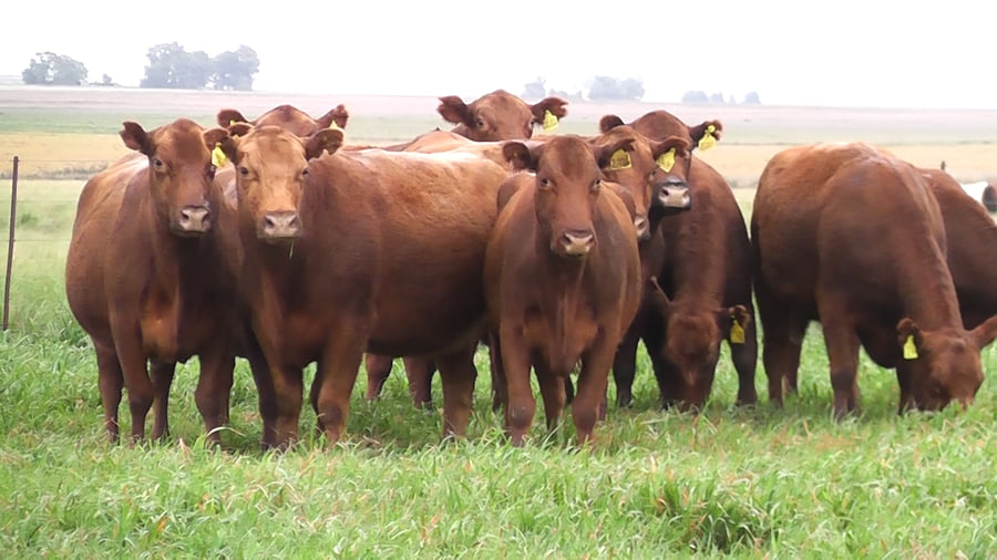 Lote VACAS A. ANGUS COLORADAS P. CONTROLADAS C/ GTIA DE PREÑEZ