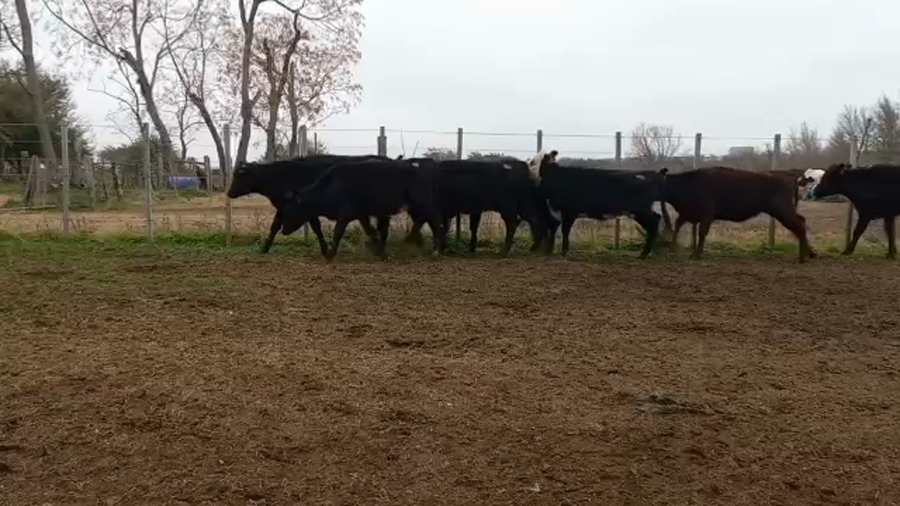 Lote Terneras