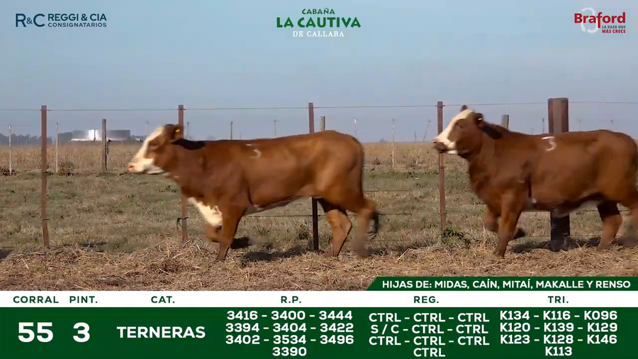 Lote TERNERAS BRAFORD CONTROLADAS SEÑAL 25   Cabaña La Cautiva