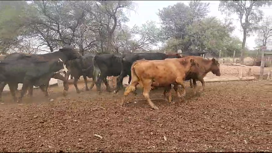 Lote 50 Vacas de invernar en Monte Quemado, Santiago del Estero