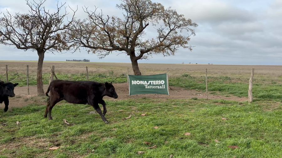 Lote 40 Terneros/as en Sta. Teresa - La Pampa