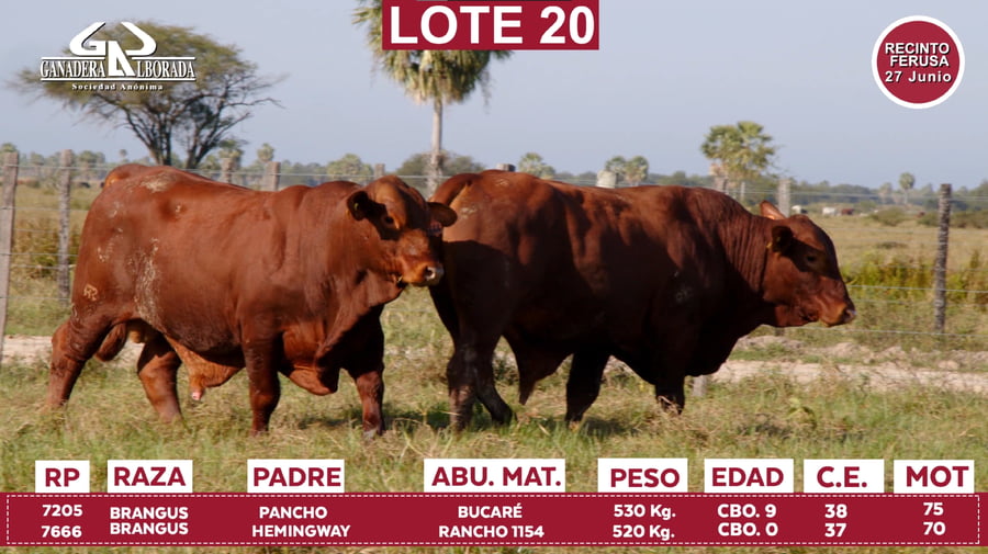 Lote Reproductores de Alborada - Lote 20