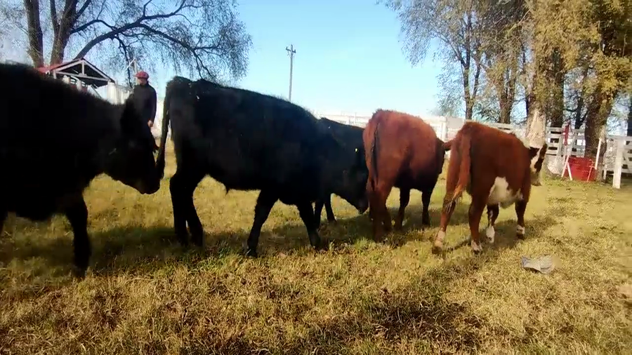 Lote 40 Terneros/as en Olavarria