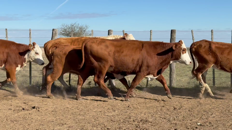 Lote 127 Vacas nuevas Preñadas en Corrientes, Paso de Los Libres