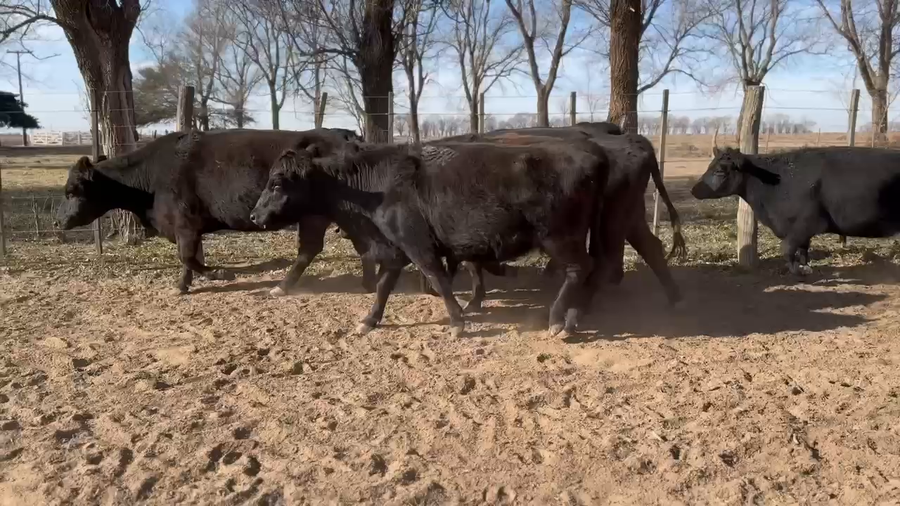 Lote 40 Vacas nuevas C/ gtia de preñez