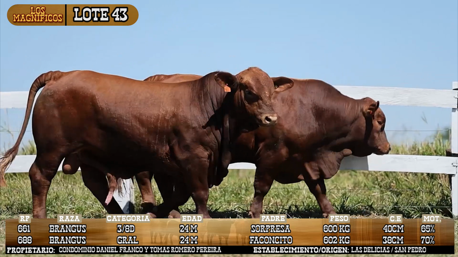 Lote LOTE 43 - VIVO