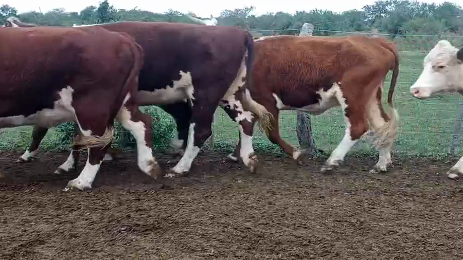 Lote 20 Vacas de invernar