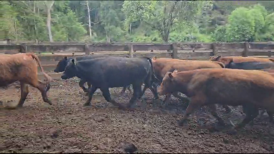 Lote 50 Novillo Engorda en Panguipulli, XIV Región Los Ríos