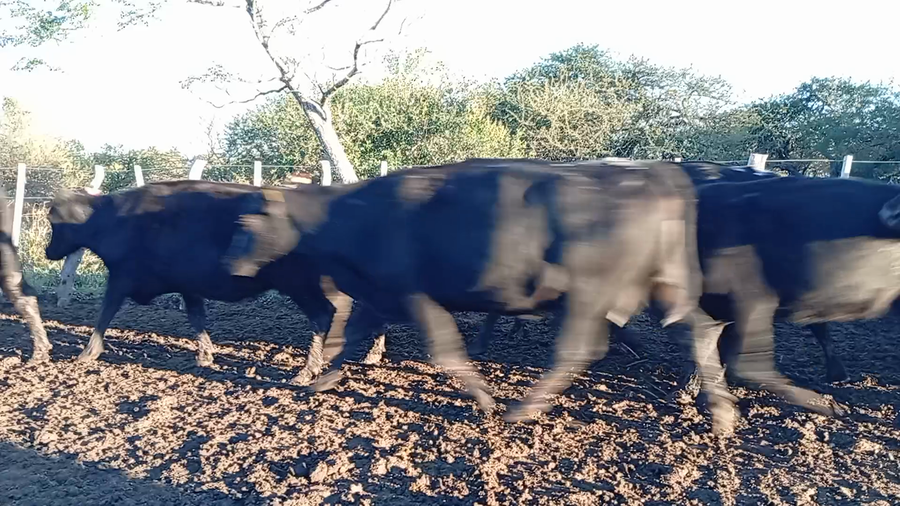 Lote 18 Vacas de invernar en Entre Ríos, Federal
