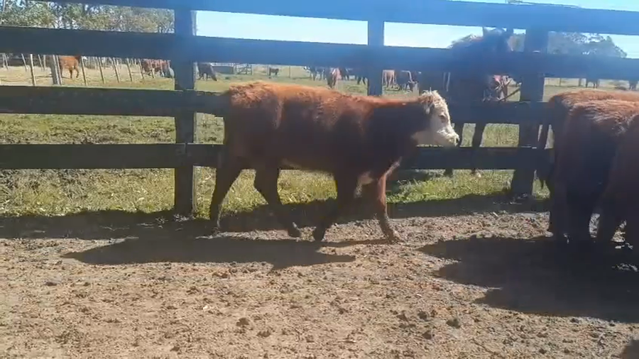 Lote 17 Terneros 8 RA,  4 AA,  5 RA X HE a remate en 5º Remate Pantalla Bachino 175kg -  en RUTA 9 - KM 315 A 20KM DE CHUY