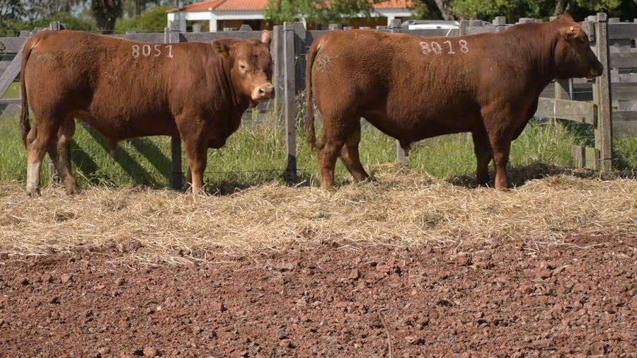 Lote 2 Toros a remate en DON PATRICIO - LIMANGUS, Salto