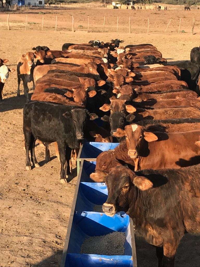 Lote 100 Terneros/as en Santiago del Estero, Campo Gallo