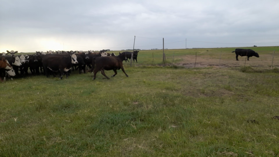 Lote 35 Vaquillonas PÑ en Laprida