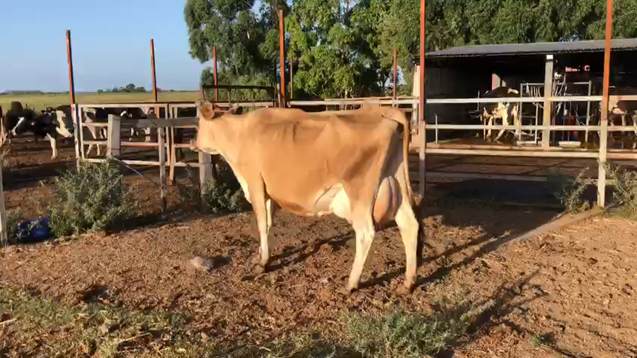 Lote 1 Vaca Jersey