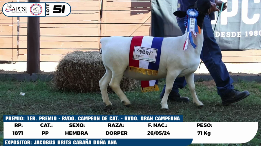 Lote LOTE 51