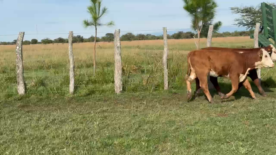 Lote 70 Terneros/as en Corrientes, Bonpland