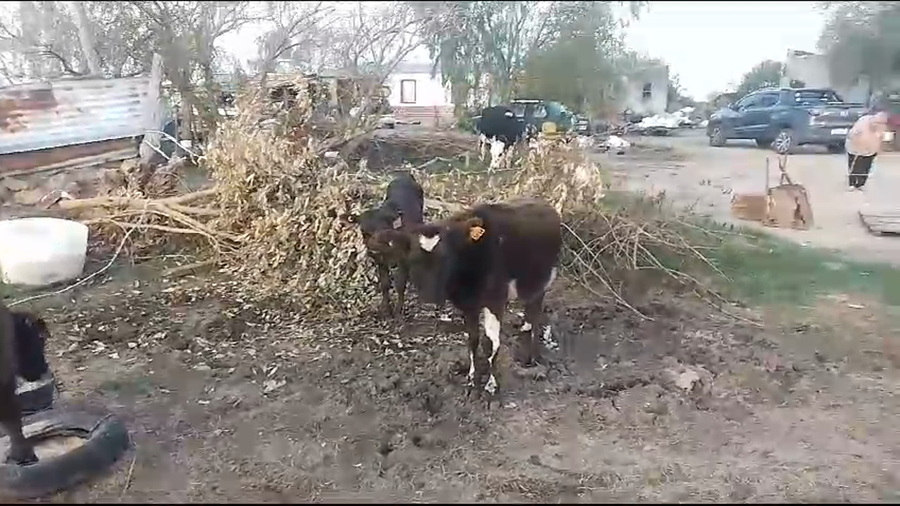 Lote 3 Terneros Cr a remate en Pantalla Camy en Mundo Azul