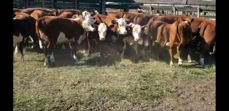 Lote 40 Terneros/as en Villaguay, Entre Ríos