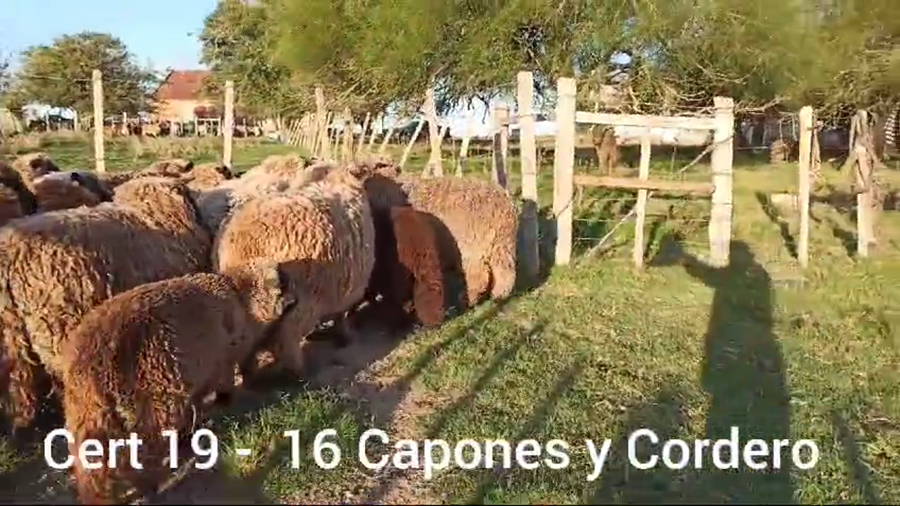 Lote CAPONES Y BORREGOS