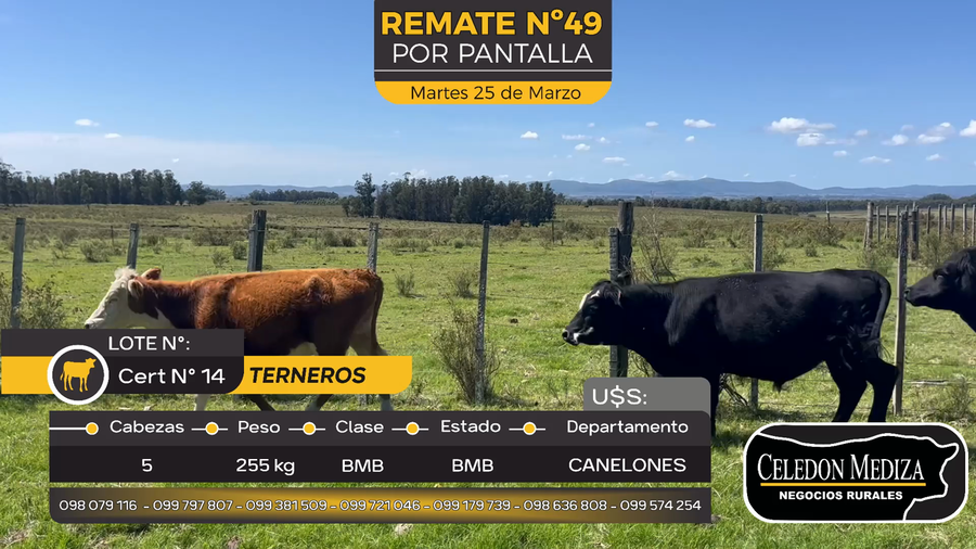 Lote 5 Terneros en Otra Localidad, Canelones