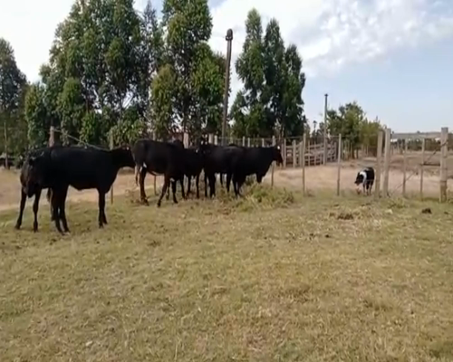 Lote (Vendido)9 Vaquillonas y Vacas ANGUS a remate en 2da Pantalla ENTRE MARTILLOS 240kg -  en CAMINO DE LA COSTA