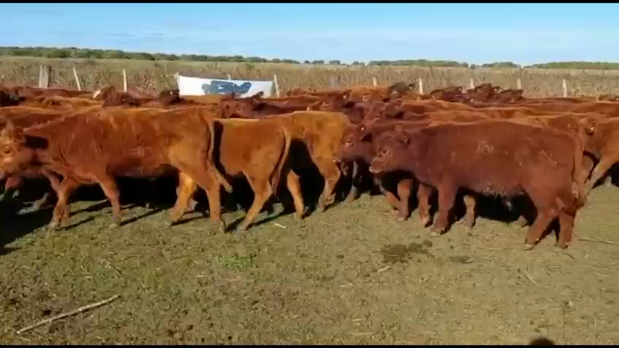 Lote 67 Terneros en Verónica, Buenos Aires