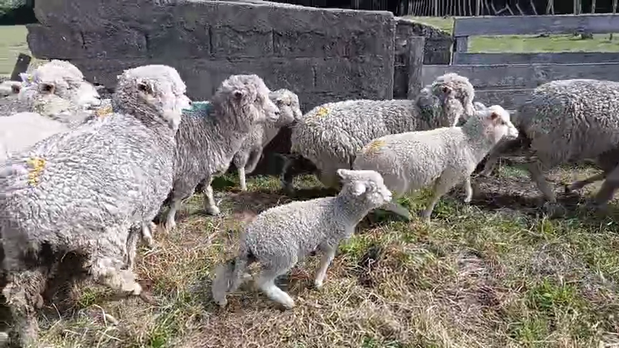 Lote 24 Piezas de cría a remate en Pantalla Camy, San José