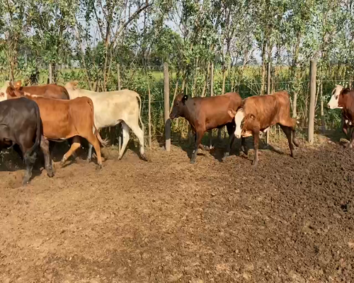 Lote 106 Vaquillonas en Pirané, Formosa